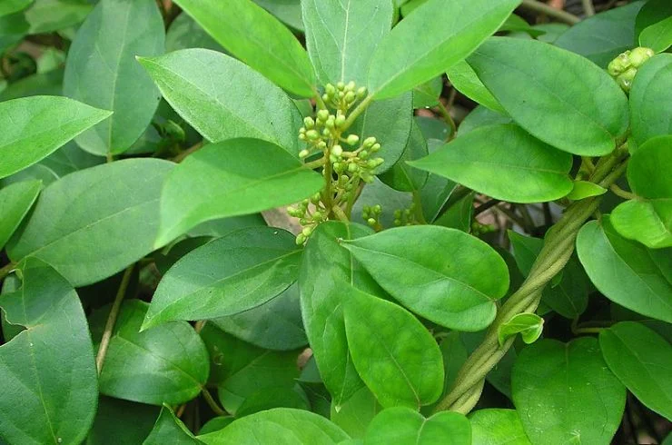 Gurmar (Gymnema Sylvestre)